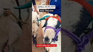 Retteri Market 080624  Nellore Judipi BAKRID 2024  2024 goat sheep animals india shorts [upl. by Anitnauq]