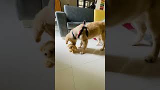 Miso with smaller Miso 🐕😅 doglover goldenretriever goldenretrieverpuppy viralshorts [upl. by Niamreg]