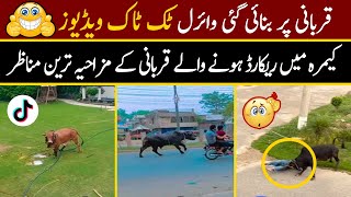 Qurbani Funny Video 2022  Eid ul azha Funny Moments Caught On Camera  Anari Qasai Videos  PART 3 [upl. by Baldridge]