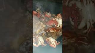 seafood namn tayu mga parfunny reels food [upl. by Eimas]