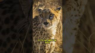 Cheetah  The Fastest Animal On Earth shorts [upl. by Adnohsak739]