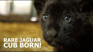 RARE JAGUAR CUB BORN  The Big Cat Sanctuary [upl. by Seed1]