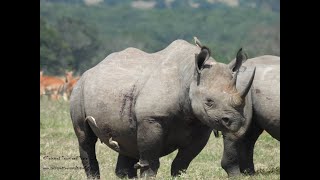 A Rare Black Rhino Encounter Nature’s Gentle Giants [upl. by Edithe]