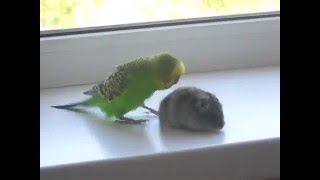 quotджунгарский хомячокquot VS quotпопугайquot quot Jungar hamster quot VS quot parrot quot [upl. by Stanley]