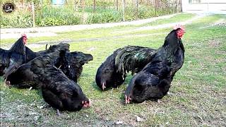 australorps black chicken breeds  original chicken breeds  Freddy Farm [upl. by Mehala]