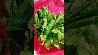 Sarson ka saag  Gardening  Green vegitables Apne Bagan ka pahla tor is Saal ka 🌶️🍅🧅🧄🫚🫕Makkai roti [upl. by Harima]