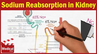 Pharmacology CVS 6 Renal Physiology amp Sodium Reabsorption in Kidney MADE EASY [upl. by Richlad550]