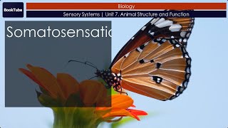 Somatosensation  Sensory Systems  Unit 7 Animal Structure and Function [upl. by Anivla233]