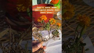 Part 1 savingseeds from our marigolds flowergarden suburbangardening gardening fallgarden l [upl. by Esiuol]