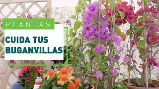 Buganvilla cuidados y consejos para que florezca  Plantas en VERDECORA [upl. by Angelis]