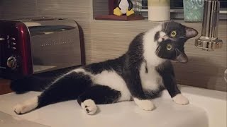 Unexplained cat behavior  Funny Cat Videos [upl. by Lerret]