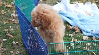 Miniature Goldendoodle Puppy Riri SD 480p [upl. by Asset]