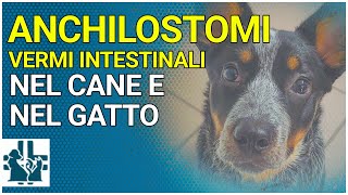 Anchilostomi vermi intestinali nel cane e nel gatto [upl. by Flory39]