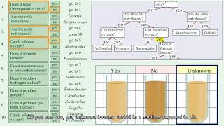 Identification of unknown bacteria using dichotomous keyPart 1 [upl. by Atiuqel]