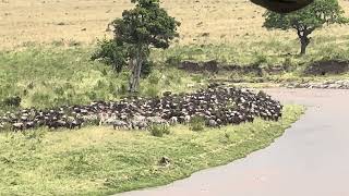 Great Migration Maasai Mara National Reserve on Kenya￼Tanzania Border [upl. by Eanil]