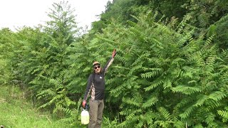 SPRAYING INVASIVES  Tree of Heaven amp Autumn Olive Management [upl. by Sheridan283]