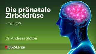 Die vorgeburtliche Zirbeldrüse Wie sie das Ungeborene formt und beeinflusst  Teil 27  QS24 [upl. by Yhtuv]