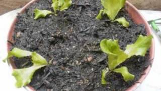 faire pousser des salades sur son balcon [upl. by Arikal]