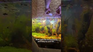 Adding New Guppies amp Mollies to My Aquarium  Care Tips Aquarium FishKeeping Guppies Mollies [upl. by Ytsur90]