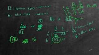 Mendelian Genetics Example Problem 5  Eye Color [upl. by Yenhoj]