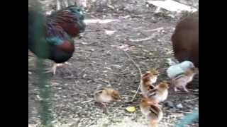 Partridge Wyandotte Bantams httpwwwthebackyardchickencoopcom [upl. by Aciraj202]