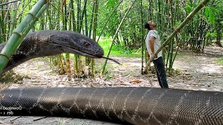 Anaconda Snake in Real Life HD Video [upl. by Andros]