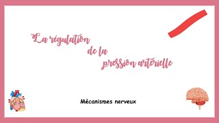 Régulation de la pression artérielle mécanisme nerveuxSystème cardiovasculaire [upl. by Ahael]