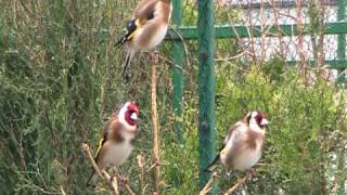 goldfinches singingmpg [upl. by Attirehs]