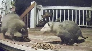 Raccoon Possum Cat Encounters Compilation [upl. by Denton173]