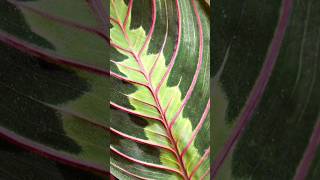 Você conhece a Maranta decoraçãocomplantas [upl. by Martie]