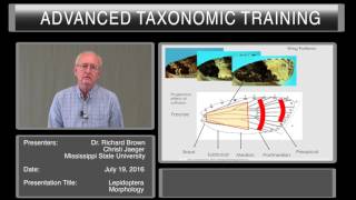 Overview of Lepidoptera Morphology [upl. by Leena]