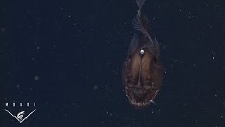 The anglerfish The original approach to deepsea fishing [upl. by Aeslehs]