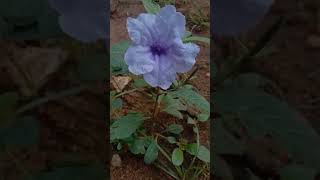 Ruellia tuberosa🥰 GreenWorldLD garden greenworldld green norway gardening greenerworld [upl. by Yarod]