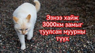 Кункуш муурны адал явдал Гоё түүхүүд Goy tuuhuud mongol heleer kino duu barimtat 2024 [upl. by Llehcsreh380]