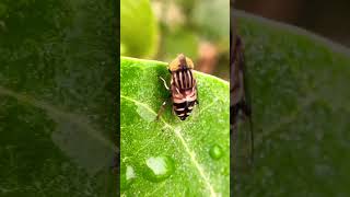 The eyes of this fly 🪰 eye eyes youtube nature insects fly shorts short shortvideo shots [upl. by Elysha]