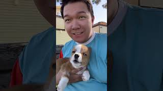 Scooby staying strong in his hydrocephalus battle and sang with dad corgi puppy singingdog dog [upl. by Muriel]