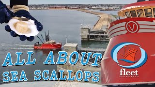 SeaTube quotAll About Scallopsquot  OceansFleet Fisheries  An Informative Series [upl. by Annig]