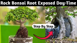 Rock Bonsai Roots Exposed [upl. by Ovida]