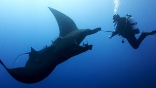 Giant Manta Ray  The Largest Rays In The World [upl. by Northey]