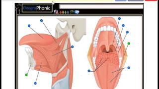 Tongue Muscles Genioglossus Hyoglossus Valate papilla Palatine tonsil Palatoglossus [upl. by Acirrehs]