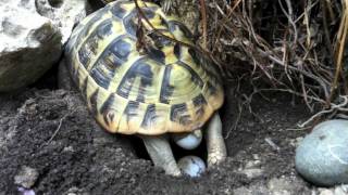 Deposizione Tartarughe di Terra Testudo Hermanni [upl. by Gae28]