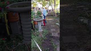 Ay que Fumigar nuestro jardíncito de los bichos backyardgardening shorts [upl. by Panter]