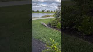 Alligator chases golf cart [upl. by Krauss966]