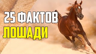 25 ИНТЕРЕСНЫХ ФАКТОВ О ЛОШАДЯХ [upl. by Naveb]