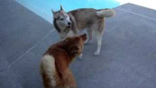 Siberian Husky amp Chow Mix Playing Footsie [upl. by Kcirdehs]