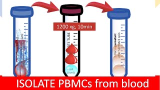 🩸 ISOLATING PBMC  Peripheral Blood Mononuclear Cells [upl. by Vihs908]