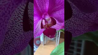 Orchid Growing In A Glass Jar [upl. by Htiduj]