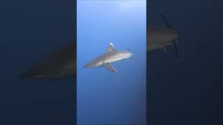 Silvertip shark approaches diver at Roca Partida Socorro shark baja diving [upl. by Nevuer4]