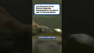 El Secreto de las Nutrias Gigantes ¡Los Depredadores Acuáticos que No Conoces shorts animales [upl. by Drofnelg]