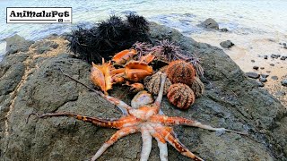 Surigao Seafoods Pugita Tuyom at Saang FoodTrip  Catch amp Cook [upl. by Nahtanhoj]